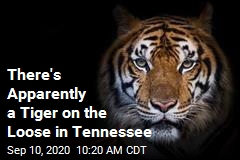 Tennessee Authorities Trying to Catch a Cat*