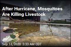 After Hurricane, Mosquitoes Are Killing Livestock