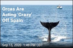 Orcas Are Acting &#39;Crazy&#39; Off Spain