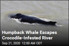 Humpback Whale Escapes Crocodile-Infested River