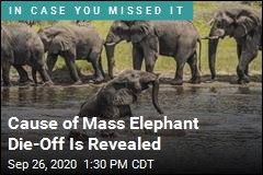 Cause of Mass Elephant Die-Off Is Revealed