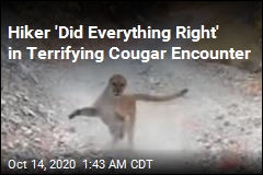 Hiker Shares Video of Terrifying Cougar Encounter