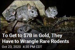 To Get to $7B in Gold, They Have to Wrangle Rare Rodents
