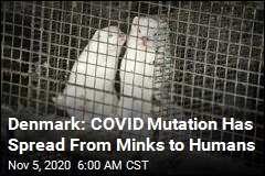 Denmark: COVID Mutation Has Spread From Minks to Humans