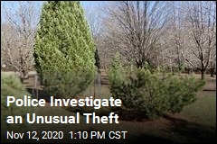 Odd Theft in Wisconsin: a Pine Tree