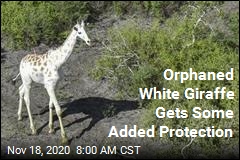 Orphaned White Giraffe Gets Some Added Protection