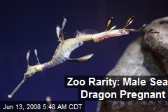 Zoo Rarity: Male Sea Dragon Pregnant