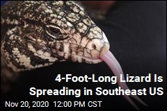 4-Foot-Long Lizard Is Making America Its Home