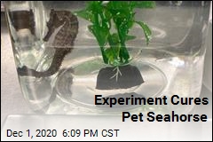 Experiment Cures Pet Seahorse