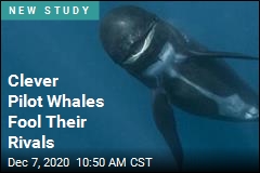 Pilot Whales Have Tricky Way to Fool Enemies