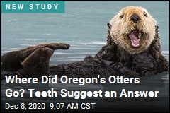 Ancient Teeth May Have Solved a Sea Otter Mystery
