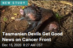 Tasmanian Devils May Survive Contagious Cancer After All