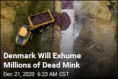 Denmark Will Dig Up Millions of Dead Mink