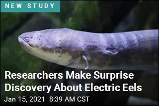 Researchers Make Surprise Discovery About Electric Eels