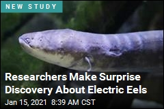 Researchers Make Surprise Discovery About Electric Eels