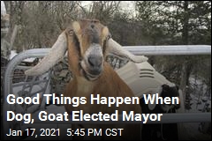Good Things Happen When Dog, Goat Elected Mayor