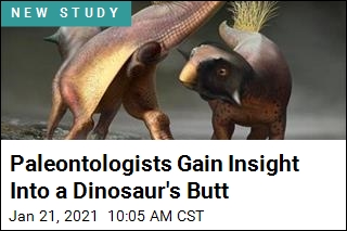 Paleontologists Gain Insight Into a Dinosaur&#39;s Butt