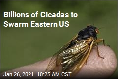 Billions of Cicadas to Swarm Eastern US