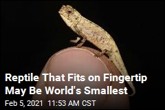 Reptile That Fits on Fingertip May Be World&#39;s Smallest