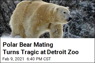 Polar Bear Mating Turns Tragic at Detroit Zoo