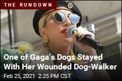 One of Gaga&#39;s Dogs Stayed With Her Wounded Dog-Walker