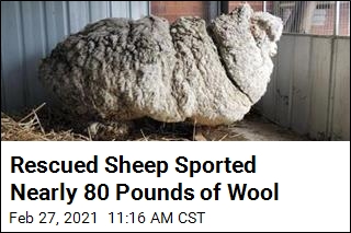 Rescued Sheep Sported Nearly 80 Pounds of Wool