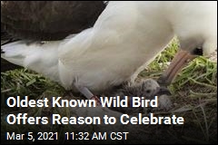 Oldest Wild Bird Does It Again