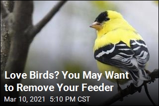 Love Birds? You May Want to Remove Your Feeder