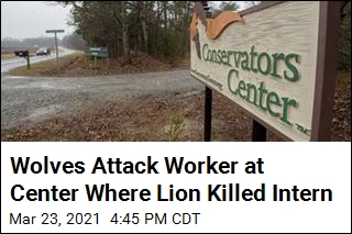 Wolves Attack Worker at Center Where Lion Killed Intern