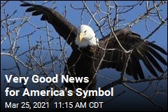 US Bald Eagle Population Quadrupled in a Decade