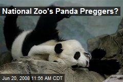 National Zoo's Panda Preggers?