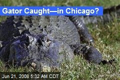 Gator Caught&mdash;in Chicago?
