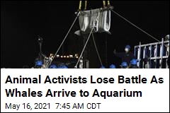 Belugas Arrive to Aquarium After Prolonged Legal Battle
