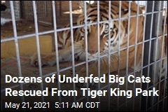 68 Big Cats Seized From Tiger King Park