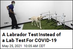 A Labrador Test Instead of a Lab Test For COVID-19