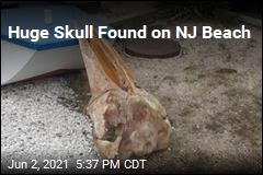 Huge Skull Found on NJ Beach After Storm