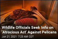 Wildlife Officials Seek Info on &#39;Atrocious Act&#39; Against Pelicans