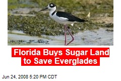 Florida Buys Sugar Land to Save Everglades