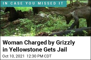 Woman Charged by Grizzly Bear in Yellowstone Is Charged Again