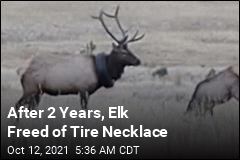 After 2 Years, Elk Freed of Tire Necklace
