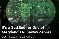 It&#39;s a Sad End for One of Maryland&#39;s Runaway Zebras