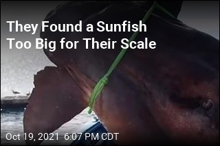 He Had Read About Sunfish This Big. Then He Saw One