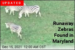 Farm Owner Hit With Animal Cruelty Charges Over Md. Zebras