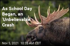 Moose Crashes Through School Window