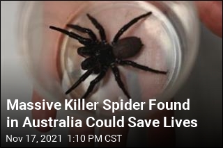Massive Killer Spider Found in Australia Could Save Lives