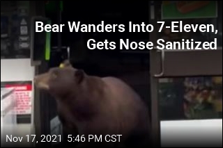 Bear Wanders Into 7-Eleven, Gets Nose Sanitized