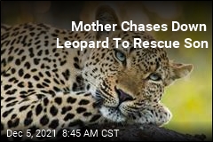 Mother Saves Son From Jaws of Leopard