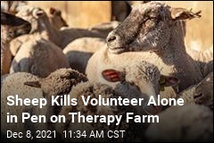 Sheep Kills Volunteer on Massachusetts Therapy Farm