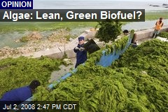 Algae: Lean, Green Biofuel?