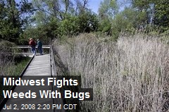 Midwest Fights Weeds With Bugs